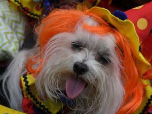 Saat Anjing-anjing Berkostum Halloween