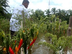 Terendam Banjir, Petani Cabai Panen Dini