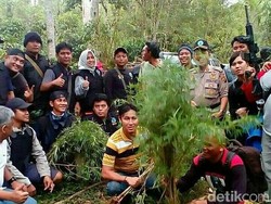 BNN Sumsel Temukan Ladang Ganja di Tengah Kebun Kopi Empat Lawang