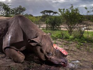 Kisah Pilu di Balik Foto Jawara Wildlife Photographer 2017