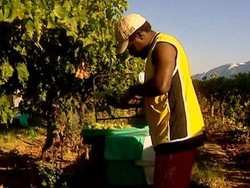 Kerja Paksa di Sektor Perkebunan Australia Dinilai Mirip Perbudakan