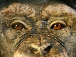 Warga Murka Geledah Pusat Simpanse, Hewan itu Membunuh Bayi