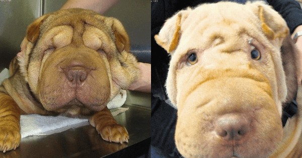 Kasihan Foto Before After Operasi Plastik Anjing Yang Tren Di Korea