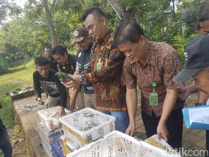 245 Burung Sitaan BKSDA Dilepaskan di Cagar Alam Rawa Danau