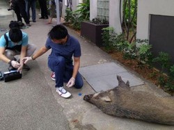 Bikin Kaget! Babi Hutan Serang Warga di Tengah Kota Singapura