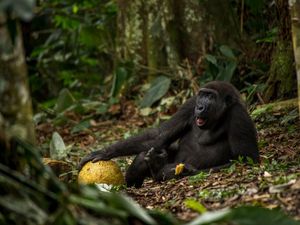 Deretan Foto Jawara Kontes Fotografi Hewan Liar
