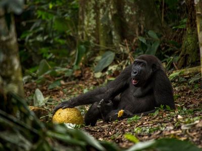 Deretan Foto Jawara Kontes Fotografi Hewan Liar