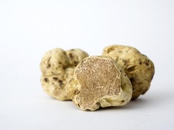 Turun Harga! Tahun Ini White Truffle Harganya Lebih Murah