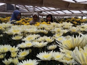 Cantik! Di Kampung Ini Anda Bisa Selfie Bareng Hamparan Bunga Krisan