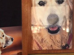 Tren Kremasi Hewan Peliharaan di Australia Barat