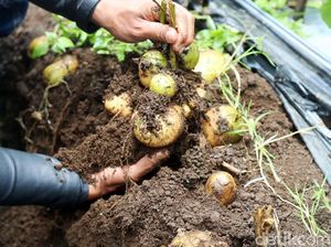 Alhamdulillah, Petani Kentang Panen Raya