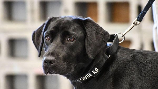 Foto: Tingkah Laku Lulu, Si Labrador yang Dipecat CIA