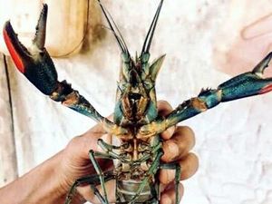 Lobster Danau Toba yang Bikin Penasaran