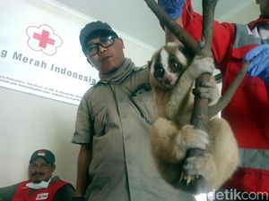 Warga Sukabumi Temukan Kukang yang Sempat Dikira Kucing