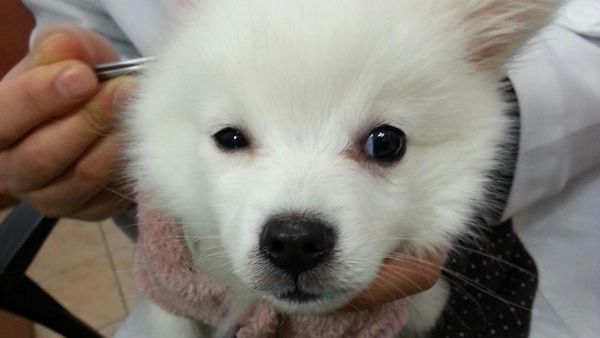 Kasihan, Foto Before-After Operasi Plastik Anjing yang Tren di Korea