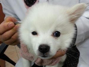 Kasihan, Foto Before-After Operasi Plastik Anjing yang Tren di Korea