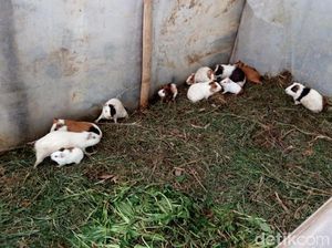 Bikin Gemas, Dari Kebun Krisan Anda Bisa Main dengan Puluhan Marmut