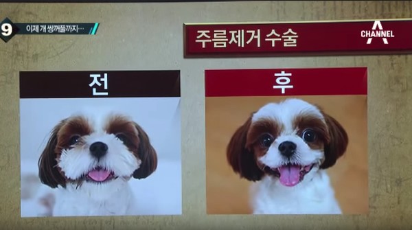 Kasihan Foto Before After Operasi Plastik Anjing Yang Tren Di Korea
