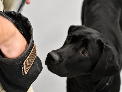 Foto: Guk! Ini Harry, Agen CIA Pengganti Lulu Si Labrador
