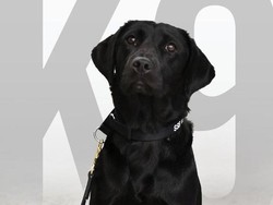 Ogah Endus Bom, Anjing Labrador Ini Dipecat CIA