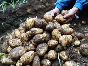 Pemerintah dan BUMN Bikin Petani Kentang Naik Kelas, Begini Caranya Pemerintah dan BUMN Bikin Petani Kentang Naik Kelas, Begini Caranya