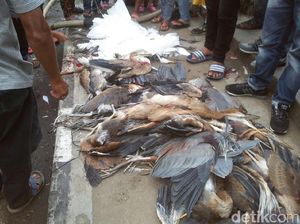 Ramai soal Kuntul di Cagar Alam Sumbar yang Mati Ditembaki Ramai soal Kuntul di Cagar Alam Sumbar yang Mati Ditembaki