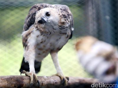 Melihat Konservasi Elang di Kamojang