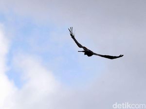 Induk Elang Protektif Jaga Anak, sampai-sampai Bikin Kepala Pejalan Kaki Sobek