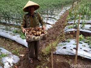 Kembangkan Alat Pertanian, Kementan Gandeng IPB
