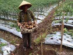 Kembangkan Alat Pertanian, Kementan Gandeng IPB