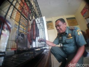 Aparat Tangkap Warga Sukabumi Penjual Owa Jawa via Medsos