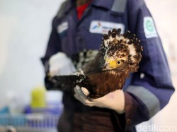 Pertamina Ajak Milenial Dukung Pelestarian Elang Bondol