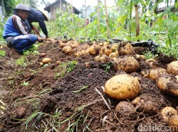 Viral Petani Buang Kentang hingga Cabai, Kementan: Barang Reject