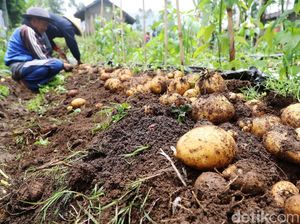 Viral Petani Buang Kentang hingga Cabai, Kementan: Barang Reject Viral Petani Buang Kentang hingga Cabai, Kementan: Barang Reject