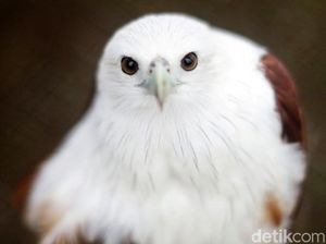 Alan Serahkan Boy ke Petugas karena Tak Sanggup Kasih Makan