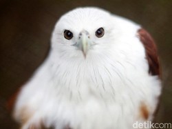 Alan Serahkan Boy ke Petugas karena Tak Sanggup Kasih Makan