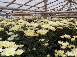 Tak Perlu Alat Canggih, 5 Tanaman Ini Ampuh Serap Asap Rokok