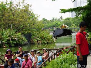 Foto: Singa Putih Sampai Kanguru Albino di Ancol