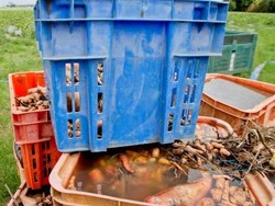 Harga Sayur di Queensland Naik Gila-Gilaan Akibat Banjir