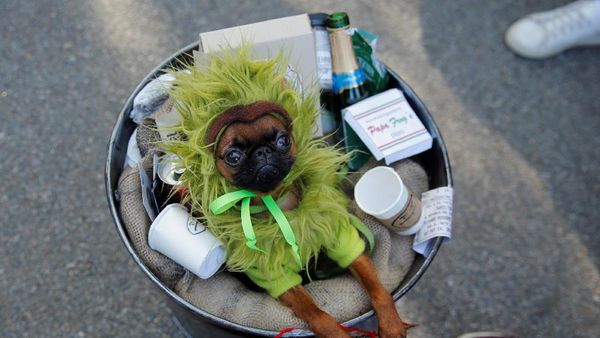 Lucunya! Anjing-anjing Ini Cosplay di Parade Halloween