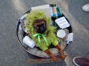 Lucunya! Anjing-anjing Ini Cosplay di Parade Halloween