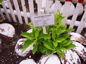 Inspirasi dari Desa Pinilih, Menanam Obat di Kebun Sendiri