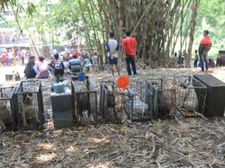 Ini Lokasi Adu Bagong di Kabupaten Bandung yang Disorot Dunia