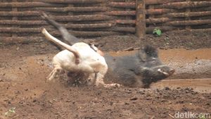 Foto: Adu Bagong di Bandung yang Tak Ada Matinya