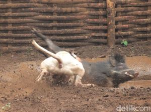 LSM Minta Pemda Buat Larangan Adu Bagong Ditonton Anak-anak