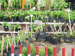 Mengenal Pengertian Tanaman Toga dan Beragam Jenisnya