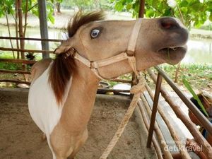 Kebun Binatang Mini ala Ancol