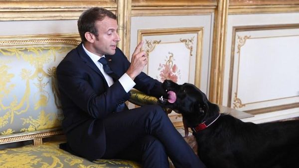 Foto: Nemo, Anjing yang Nyelonong Kencing Saat Presiden Rapat