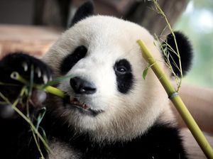 Panda di Jerman Berjalan Mundur, Bisakah Seks Jadi Obatnya?