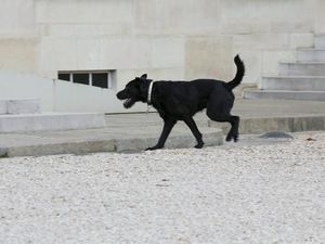 Waduh! Presiden Prancis Rapat, Anjingnya Nyelonong Kencing
